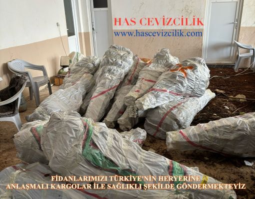 ceviz_fidanı_gönderim_hascevizcilik