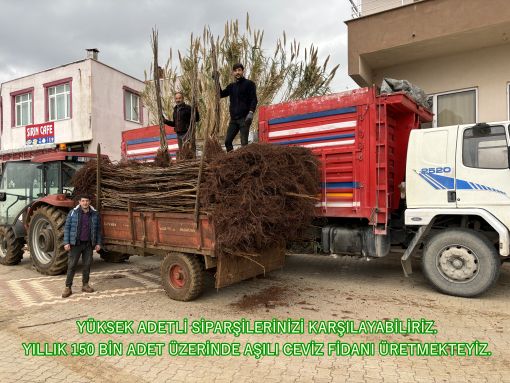 ceviz_fidanı_üretimi